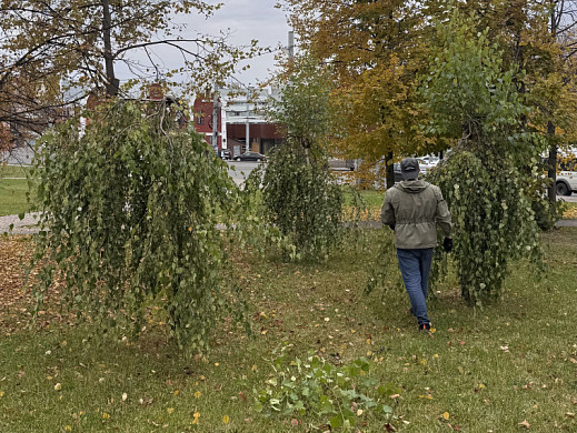В Троицком сквере подстригли пендульные березы 
